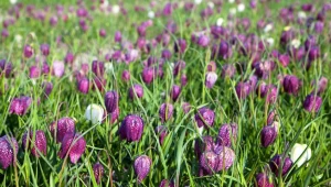 Turkuć podjadek znów pojawił się w ogrodzie? Działaj szybko, nim zniszczy rośliny