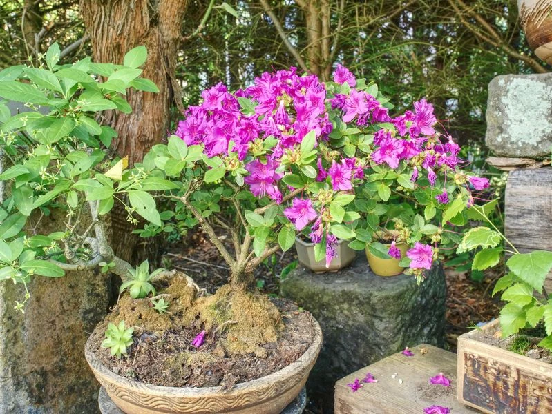 Rododendron w formie drzewka bonsai Rododendron w formie drzewka bonsai
