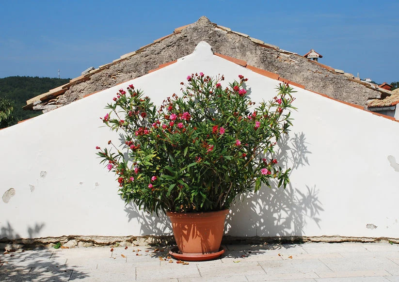 Oleander w donicy na balkonie Oleander w donicy na balkonie