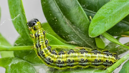 Jak pozbyć się ćmy bukszpanowej? 