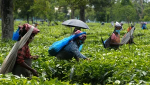 Hinduski na plantacji herbaty 