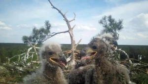 Trojaczki bielika dostały obrączki