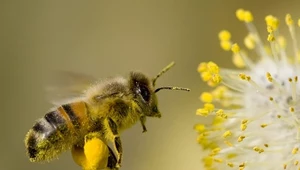 ​Światowy Dzień Pszczół w Pasiekach Rodziny Sadowskich!
