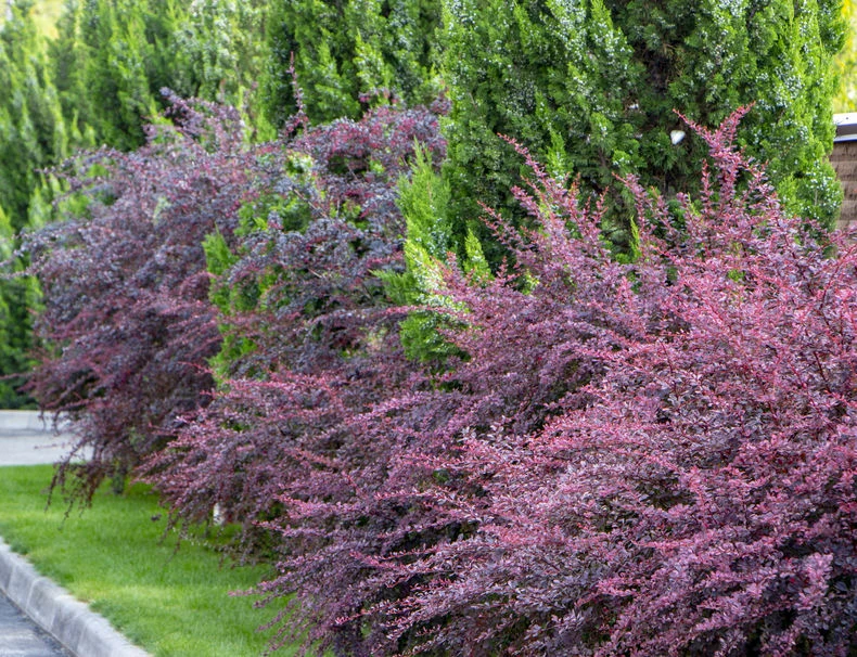 Berberysy można uprawiać samodzielnie lub w formie żywopłotów Berberysy można uprawiać samodzielnie lub w formie żywopłotów