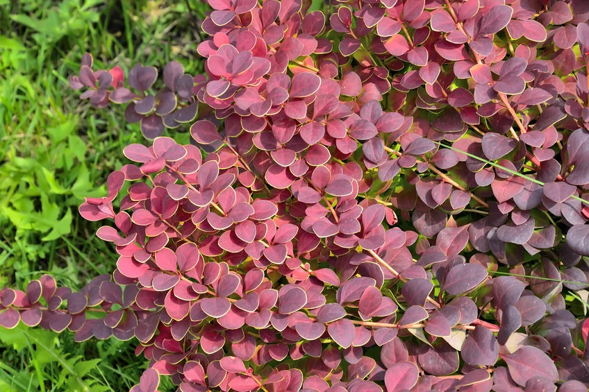 Berberysy lubią nasłonecznione stanowiska