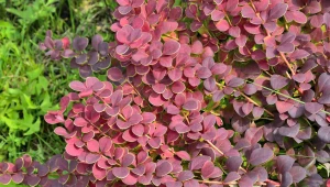 To idealna pora, by posadzić tę roślinę. Dzięki temu zyskasz barwną osłonę przed sąsiadami