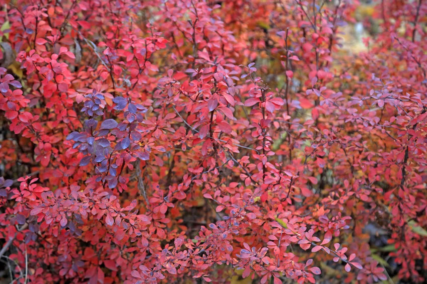 Aby berberys pięknie się rozkrzewiał, warto go przycinać
