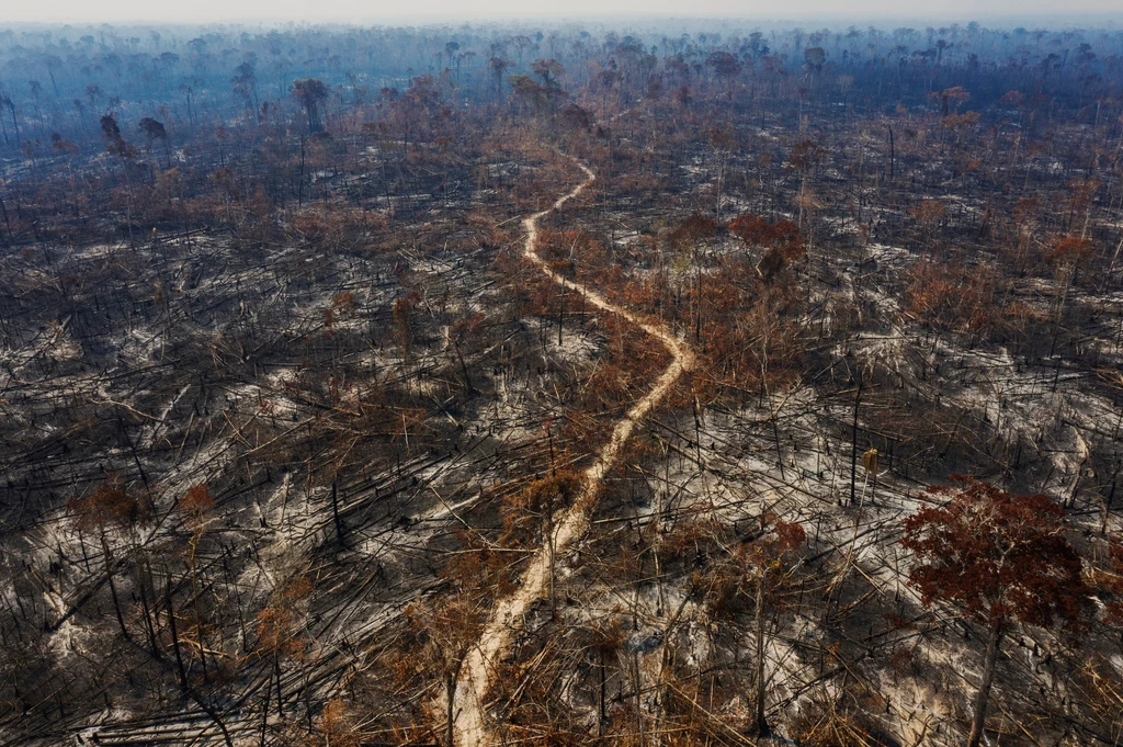 Południe stanu Amazonia fot. Lalo de Almeida/Folhapress/Panos/Panos Pictures  