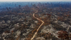 4,5 mln hektarów nielegalnie wyciętego lasu