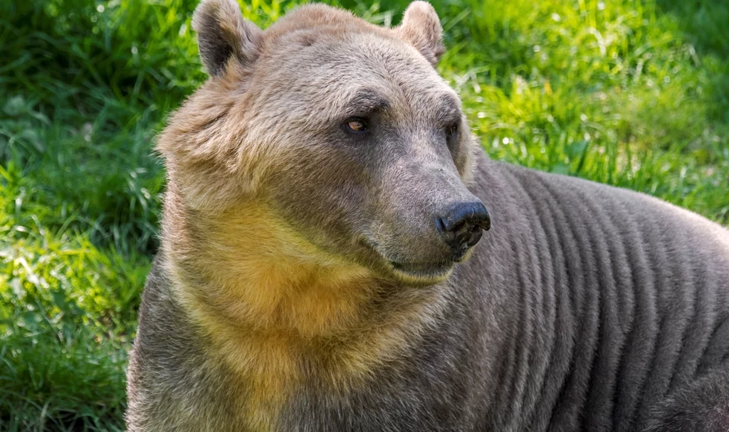 Na dalekiej północy pojawiła się nowa hybryda niedźwiedzia