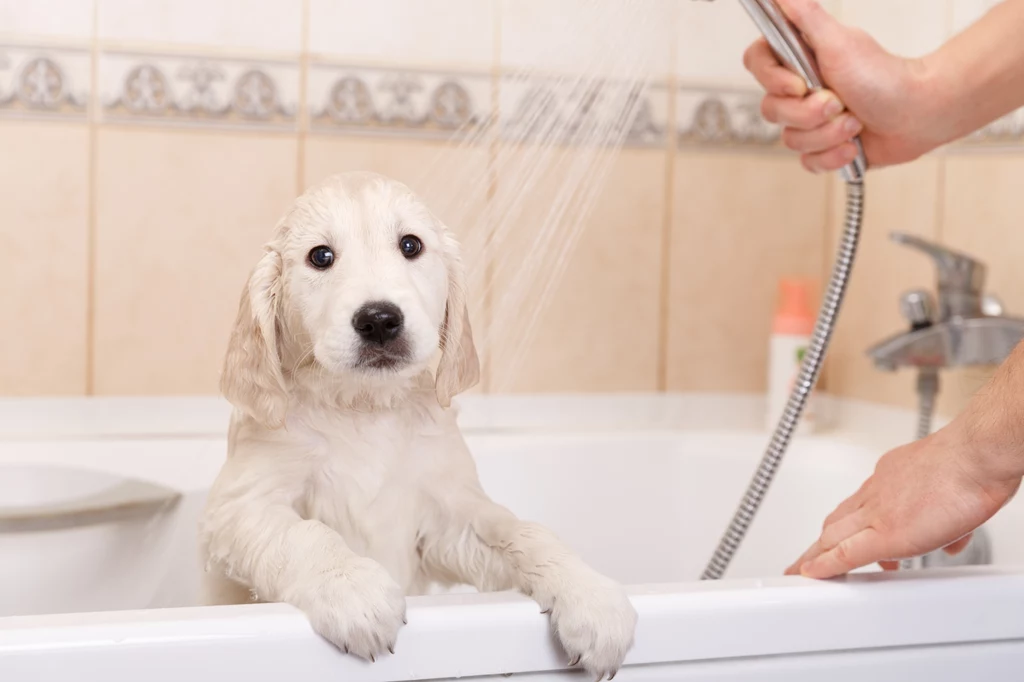 Pies zachęcony do kąpieli będzie ją uznawał za przyjemność