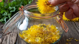 Kwiaty mniszka lekarskiego najlepiej zbierać w słoneczne dni