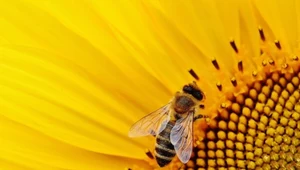 ​Premier: Rośnie świadomość związana z ochroną pszczół i edukacją ekologiczną