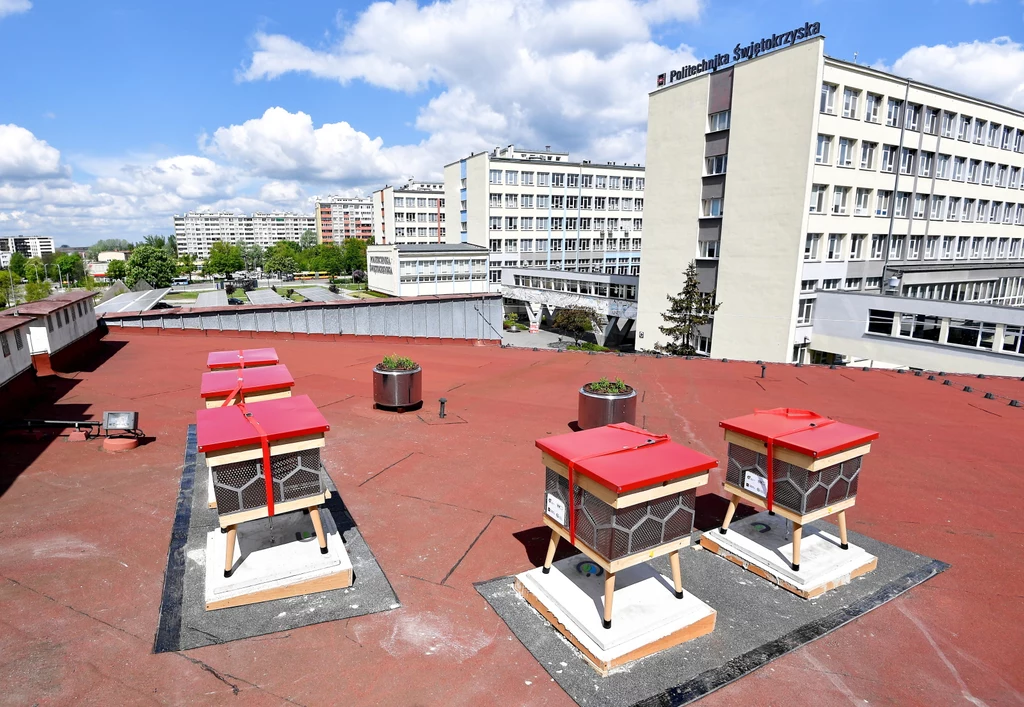 Pierwsza pasieka z recyklingu stanęła na dachu biblioteki Politechniki Świętokrzyskiej w Kielcach.