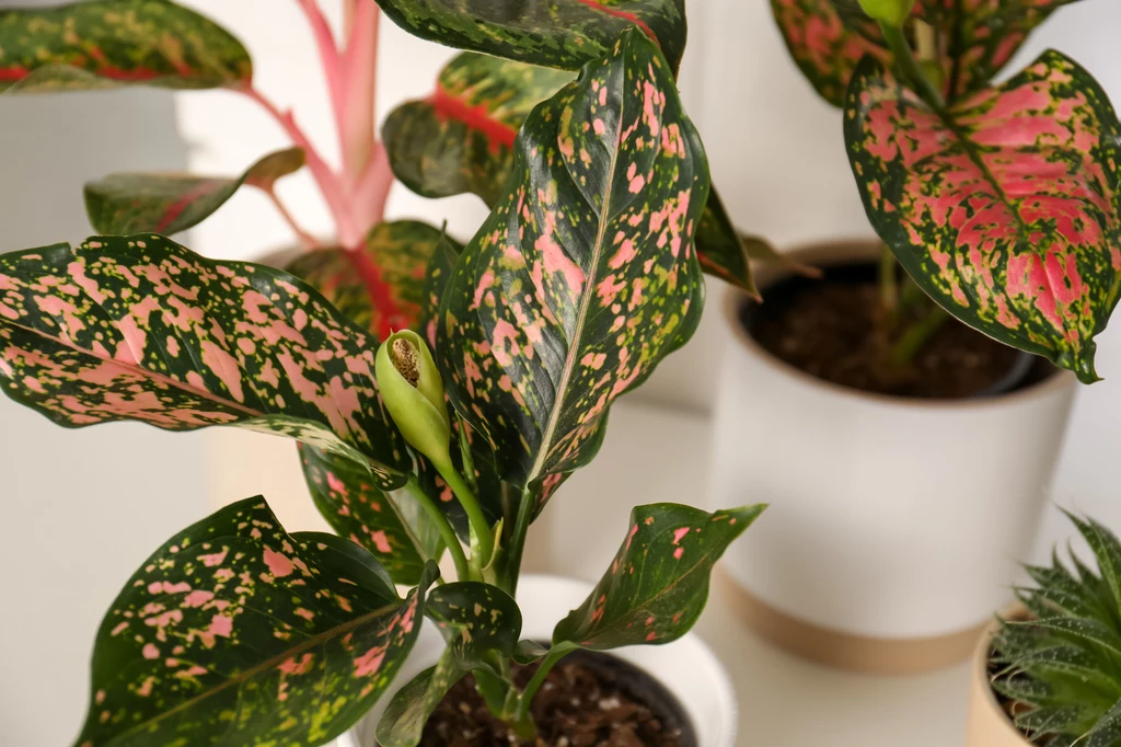 Aglaonema Również aglaonema nie ma wygórowanych wymagań, a ze względu na ciekawe różowo-zielone ubarwienie liści świetnie się prezentuje w pomieszczeniach. Roślina nie czuje się dobrze w miejscach mocno nasłonecznionych, zdecydowanie woli cień. Nie lubi również przeciągów i niskiej temperatury, lepiej nie dopuszczać do tego, by spadła ona poniżej 15 stopni Celsjusza. Powinniśmy zadbać także o wysoką wilgotność powietrza, dlatego należy roślinę zraszać. Warto również wiedzieć, że aglaonema jest wrażliwa na gaz stosowany w kuchenkach. Aglaonema Również aglaonema nie ma wygórowanych wymagań, a ze względu na ciekawe różowo-zielone ubarwienie liści świetnie się prezentuje w pomieszczeniach. Roślina nie czuje się dobrze w miejscach mocno nasłonecznionych, zdecydowanie woli cień. Nie lubi również przeciągów i niskiej temperatury, lepiej nie dopuszczać do tego, by spadła ona poniżej 15 stopni Celsjusza. Powinniśmy zadbać także o wysoką wilgotność powietrza, dlatego należy roślinę zraszać. Warto również wiedzieć, że aglaonema jest wrażliwa na gaz stosowany w kuchenkach.