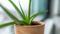 Aloes

Kolejną rośliną, która z pewnością nie sprawi nam kłopotów, jest aloes. Ma grube i mięsiste liście, w których utrzymuje zapasy wody, dzięki czemu nie wymaga częstego podlewania. Nadmiar wilgoci może spowodować gnicie rośliny, dlatego należy lać ją dopiero wtedy, gdy ziemia jest całkowicie przesuszona. Pamiętajmy jednak, by strumień kierować wprost do ziemi, nie wolno polewać ani spryskiwać liści. Aloes lubi stanowiska nasłonecznione oraz przepuszczalne podłoże. Najlepiej wymieszać ziemię doniczkową z piaskiem i żwirem.