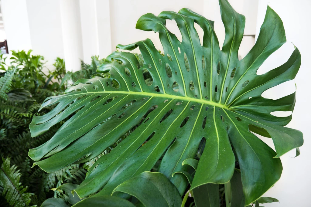 Monstera Roślina ta nie wychodzi z mody, aktualnie jest właściwie obowiązkowym elementem domowej dżungli. Jej wielkie liście tworzą okazały baldachim, a dzięki ażurowej strukturze roślina przepuszcza promienie światła do dolnych partii, gdzie znajdują się mniejsze listki. Nie ma dużych wymagań. Bez problemu możemy ją przesadzać i rozmnażać, wystarczy wsadzić jeden z liści do wody, a gdy się ukorzeni, włożyć do doniczki z ziemią. Świetnie radzi sobie na stanowiskach mniej nasłonecznionych, najlepiej czuje się w temperaturze 20 stopni Celsjusza, ale również wyższa i niższa temperatura nie wyrządzą jej szkód. Wystarczy podlewać ją raz w tygodniu, możemy ją również zraszać. Ze względu na to, że w naturze jest rośliną pnącą, gdy się rozrośnie, wymaga podpory. Monstera Roślina ta nie wychodzi z mody, aktualnie jest właściwie obowiązkowym elementem domowej dżungli. Jej wielkie liście tworzą okazały baldachim, a dzięki ażurowej strukturze roślina przepuszcza promienie światła do dolnych partii, gdzie znajdują się mniejsze listki. Nie ma dużych wymagań. Bez problemu możemy ją przesadzać i rozmnażać, wystarczy wsadzić jeden z liści do wody, a gdy się ukorzeni, włożyć do doniczki z ziemią. Świetnie radzi sobie na stanowiskach mniej nasłonecznionych, najlepiej czuje się w temperaturze 20 stopni Celsjusza, ale również wyższa i niższa temperatura nie wyrządzą jej szkód. Wystarczy podlewać ją raz w tygodniu, możemy ją również zraszać. Ze względu na to, że w naturze jest rośliną pnącą, gdy się rozrośnie, wymaga podpory.