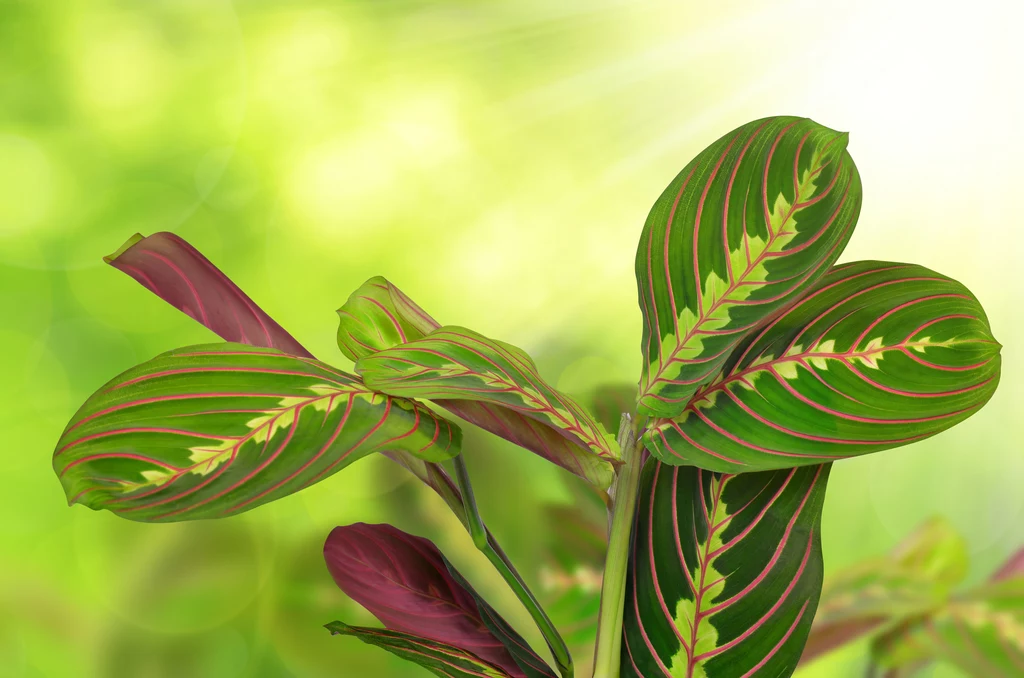 Maranta Ze względu na ornamentalne liście cieszy się ogromną popularnością na Instagramie. Są one duże, o jajowatym kształcie i ciemnozielonej barwie z różowymi żyłkami i jaśniejszym akcentem wzdłuż nerwów głównych. W dodatku spód liści również ma kolor różowy. Ale nie tylko jej ozdobny charakter sprawia, że chętnie ją kupujemy. Maranta jest bardzo łatwa w uprawie. Dobrze znosi stanowiska zacienione. Idealnie poczuje się na północnym lub wschodnim parapecie, a nawet na półce z dala od okna. Wymaga podlewania dopiero, gdy ziemia całkowicie wyschnie. Maranta Ze względu na ornamentalne liście cieszy się ogromną popularnością na Instagramie. Są one duże, o jajowatym kształcie i ciemnozielonej barwie z różowymi żyłkami i jaśniejszym akcentem wzdłuż nerwów głównych. W dodatku spód liści również ma kolor różowy. Ale nie tylko jej ozdobny charakter sprawia, że chętnie ją kupujemy. Maranta jest bardzo łatwa w uprawie. Dobrze znosi stanowiska zacienione. Idealnie poczuje się na północnym lub wschodnim parapecie, a nawet na półce z dala od okna. Wymaga podlewania dopiero, gdy ziemia całkowicie wyschnie.