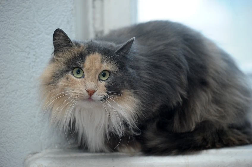 Sierść zwierząt może osiadać na różnych powierzchniach Sierść zwierząt może osiadać na różnych powierzchniach