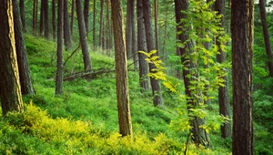 Plany UE ws. biomasy, czyli więcej lasów pod wycinkę