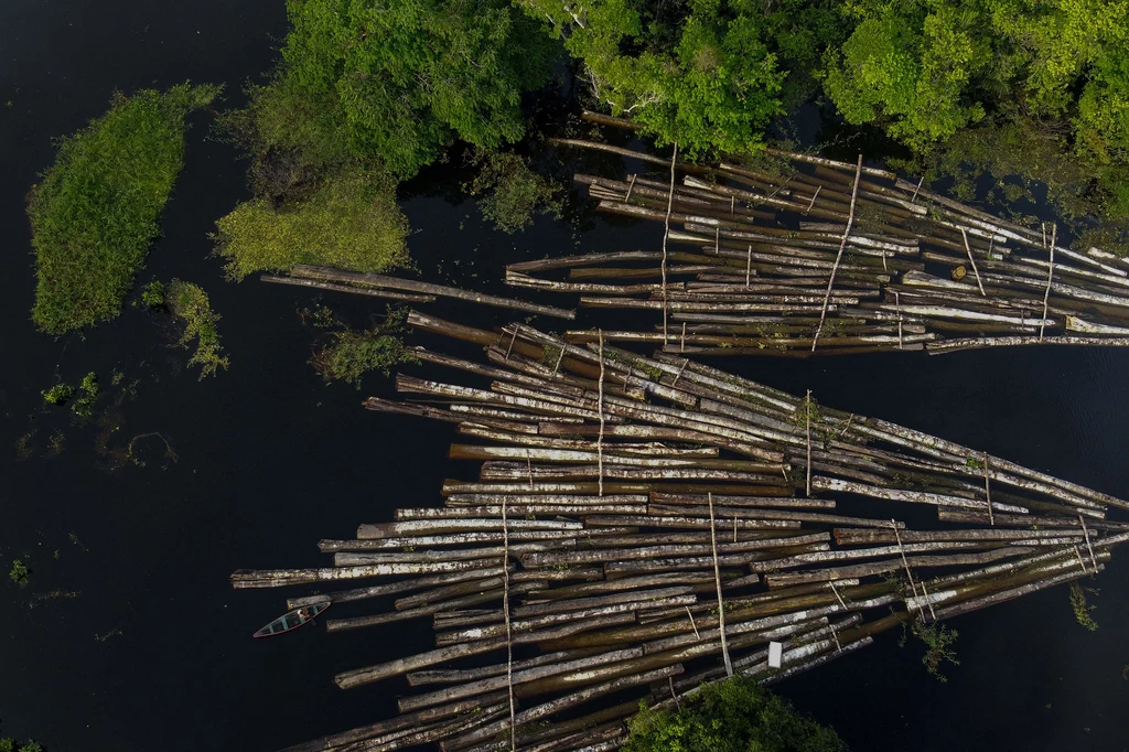 Nielegalnie wycięte drewno, które skonfiskowała brazylijska policja. Lipiec 2020 r. 