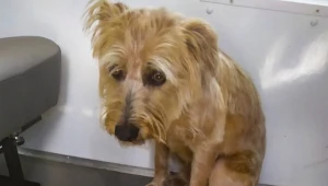 Policjant wyciągnął zwierzę z wnętrza pojazdu. Źródło: Policja Podlaska 