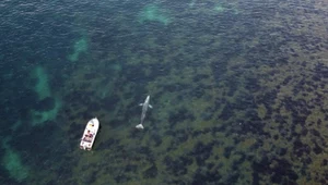 Zabłąkany wieloryb pojawił się u wybrzeży Majorki