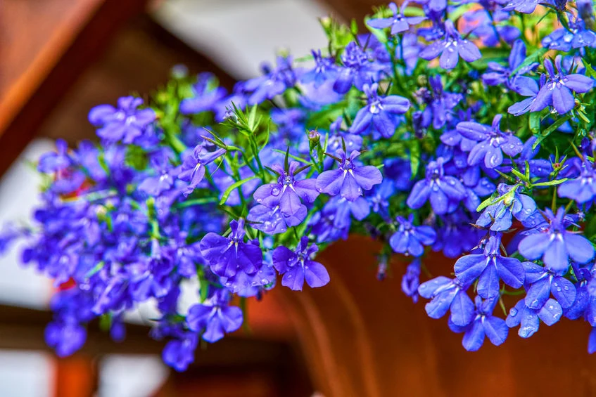 Lobelia przylądkowa cieszy oko drobnymi, licznymi kwiatami