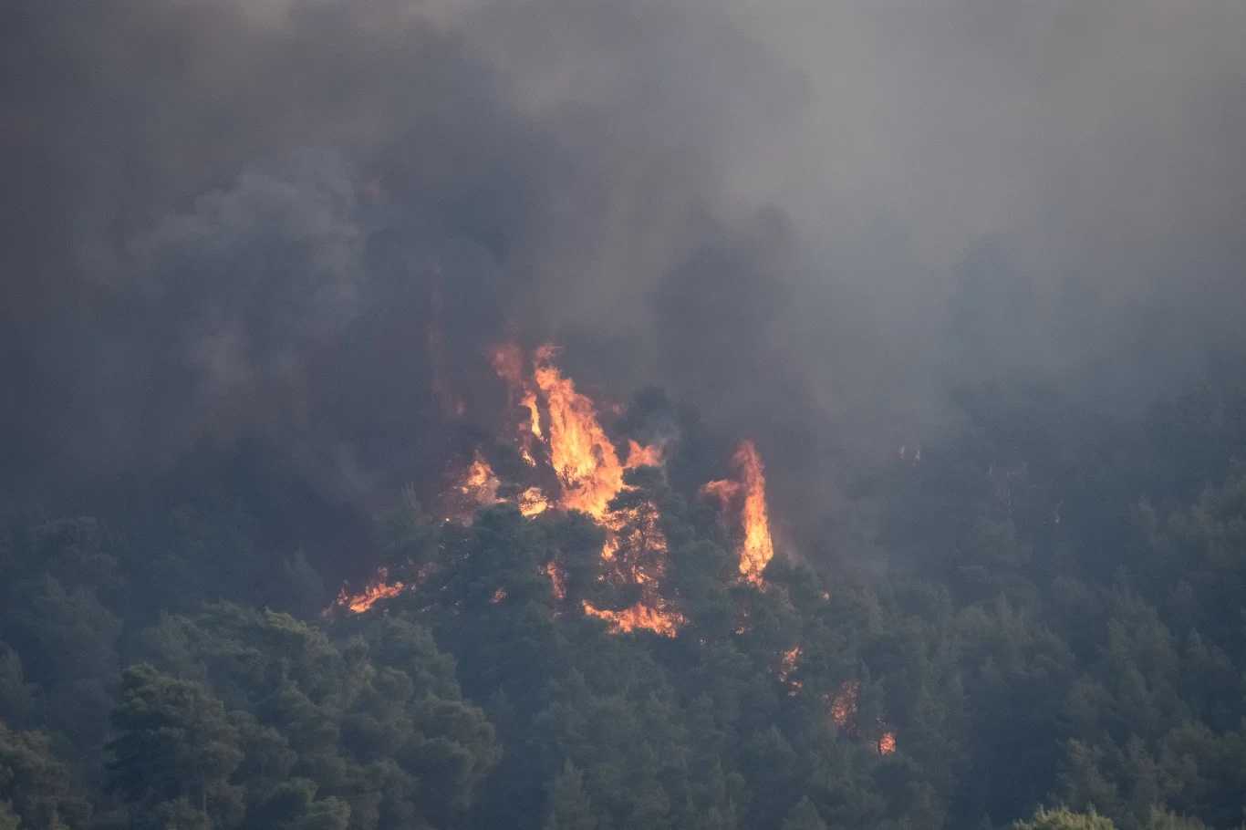 Pożar wybuchł w gaju oliwnym w środę wieczorem. Doszło do tego w nadmorskiej miejscowości nad zatoką Koryncką.