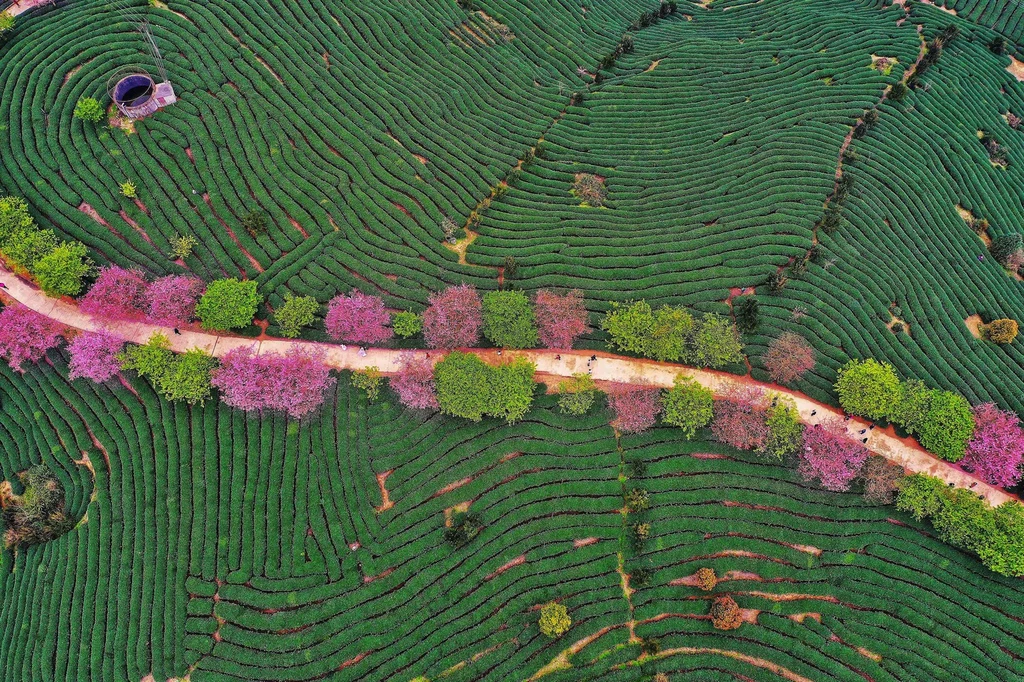 Problemów plantatorom dostarcza również trwająca w północno-wschodniej części kraju susza. Lokalne stowarzyszenie producentów herbaty już wcześniej sygnalizowało, że perspektywy zbiorów w Assamie i Bengalu Zachodnim w trwającym sezonie wyglądają bardzo słabo ze względu na warunki pogodowe. Producenci alarmują - liście więdną na krzakach, ziemia jest sucha jak pieprz.    Według firmy Van Rees, produkcja herbaty północnoindyjskiej wyniosła w marcu tego roku 47 mln kg. Była co prawda wyższa niż w marcu zeszłego roku, ale nadal znacznie poniżej 60 mln kg zebranych w marcu 2019 roku, ostatnim "normalnym".