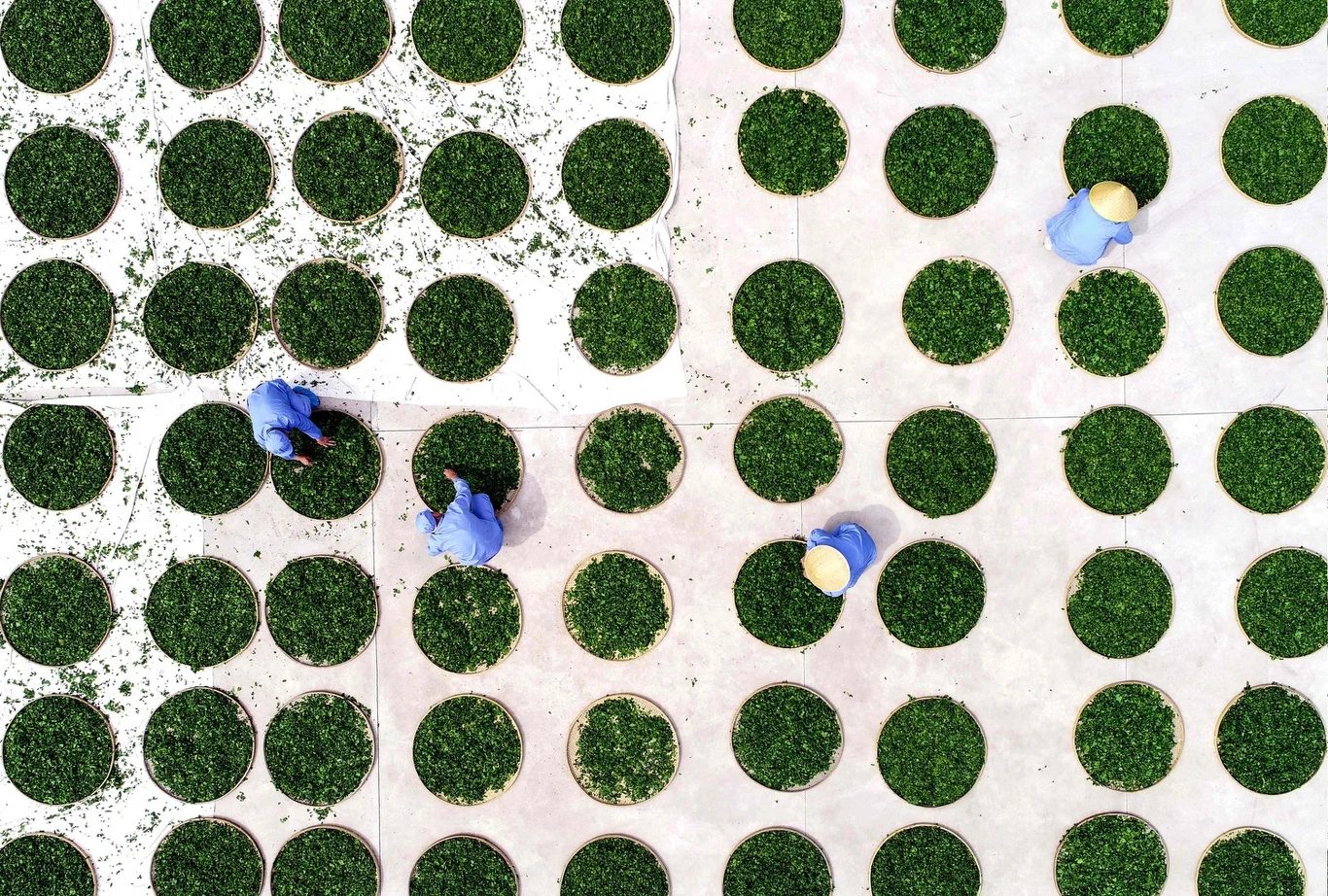 Z badania przeprowadzonego przez North Eastern Tea Association (NETA), organizację producentów herbaty, wynika, że deficyt plonów od stycznia do maja tego roku wyniesie około 60 mln kg w porównaniu z analogicznym okresem 2019 roku. Szacuje się, że przemysł herbaciany w Assam może doświadczyć w pierwszych pięciu miesiącach roku 40-proc. deficytu upraw w pierwszych pięciu miesiącach roku z powodu słabych opadów deszczu w całym stanie.  Według NETA, średni deficyt opadów w głównych okręgach uprawy herbaty w Assam w okresie od stycznia do kwietnia wyniósł około 45 proc. w porównaniu z okresem styczeń-kwiecień 2020 r.