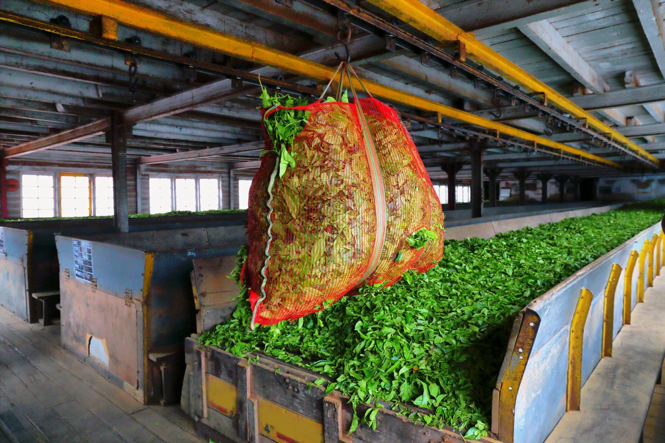O możliwym wzroście cen napisały w tym tygodniu główne gazety codzienne w Rosji. Jak mówią dostawcy, herbata może podrożeć jesienią, po największych zbiorach, które przypadają na lato. Na razie trudno powiedzieć, jak duży może być ten skok cen. Maria Drabowa, przedstawicielka firmy Orimi Trade produkującej w Rosji kilka marek herbat, nie wykluczyła, że Indie mogą przerwać eksport. Podobnie było w zeszłym roku i ceny surowca niekiedy rosły nawet o 30 proc. w porównaniu z okresem przed pandemią.  Choć Rosja jest jednym z głównych importerów herbaty indyjskiej, to nie Indie, ale Sri Lanka zajmuje największą część rosyjskiego rynku herbacianego. Ministerstwo rolnictwa Rosji i część ekspertów ocenia, że dostawcy będą po prostu kupować herbatę z innych krajów - właśnie Sri Lanki czy Kenii. Drabowa oceniła jednak w rozmowie z dziennikiem "Kommiersant", że dostaw z Indii nie można zastąpić surowcem z innych krajów.  Sytuacja budzi pewien niepokój w Rosji, bo w kraju już podrożała część podstawowych produktów spożywczych. Zmusiło to rząd do regulowania cen m.in. na cukier i olej słonecznikowy.  Rosja to tradycyjnie kraj "herbaciany": niemal każdy Rosjanin spożywa ten napój, a dwie trzecie z nich - codziennie. Jest to głównie herbata czarna i importowana: producenci rosyjscy sprowadzają surowiec z zagranicy i z niego sporządzają sprzedawaną w sklepach herbatę i jej mieszanki. Produkt pochodzący z upraw w Rosji, w Kraju Krasnodarskim nad Morzem Czarnym, zajmuje znikomą część krajowego rynku herbaty.   <P> Monika Borkowska
