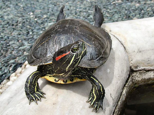 Egzotyczne żółwie często kupowane są do hodowli w domu. Potem, gdy podrosną, stają się problemem i są wyrzucane