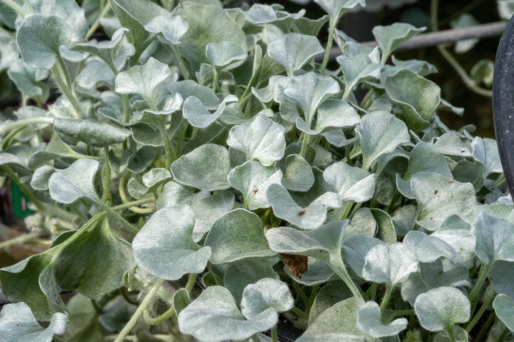 Dichondra srebrzysta jest rośliną jednoroczną 