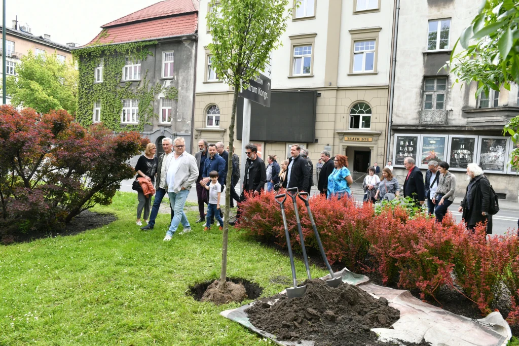 drzewo upamiętniające Dariusza Gnatowskiego