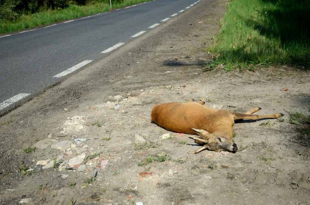 Na drogach najczęściej giną sarny, dziki i łosie