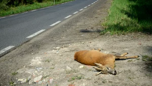 Na drogach najczęściej giną sarny, dziki i łosie