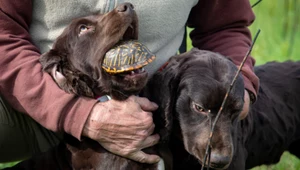 Boykin spaniel. Pies, który poluje na żółwie