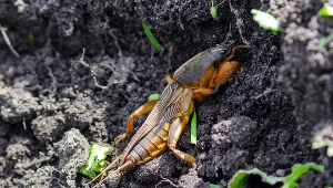 Turkuć podjadek podgryza korzenie roślin