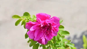 Olej z róży pomarszczonej (na zdj.) może być wykorzystywany w profilaktyce nowotworowej