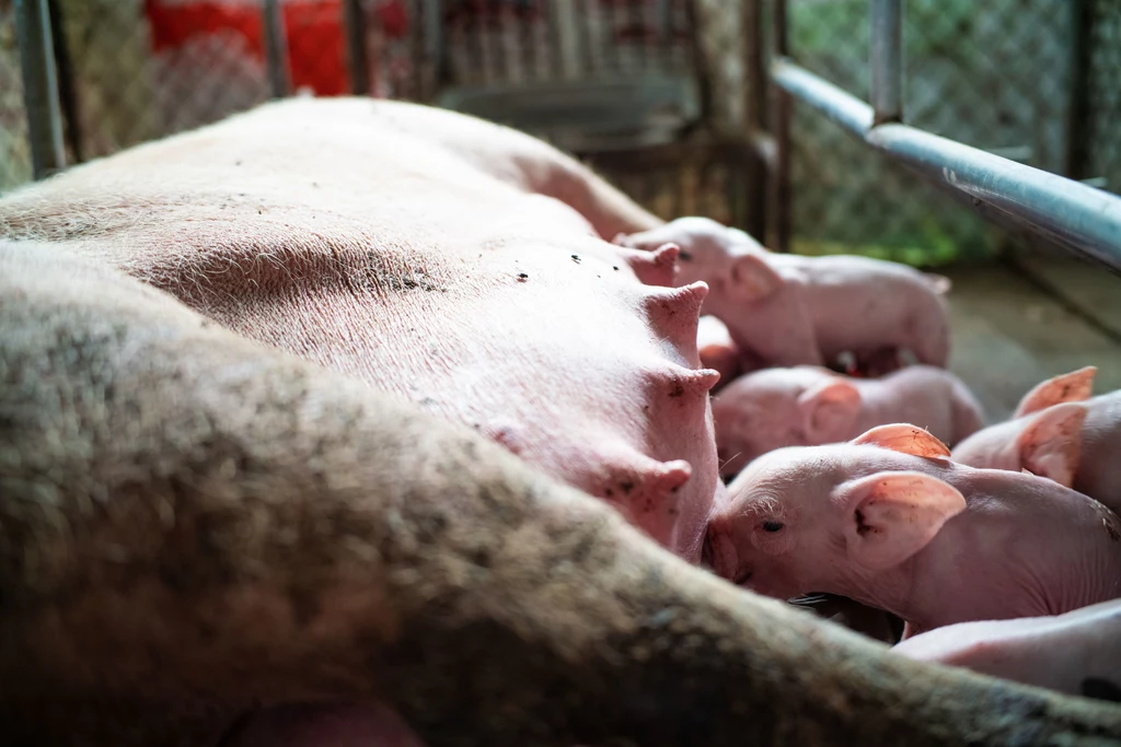 Tragedię matek-świń hodowanych na fermach przemysłowych unaocznia film "Motherhood"