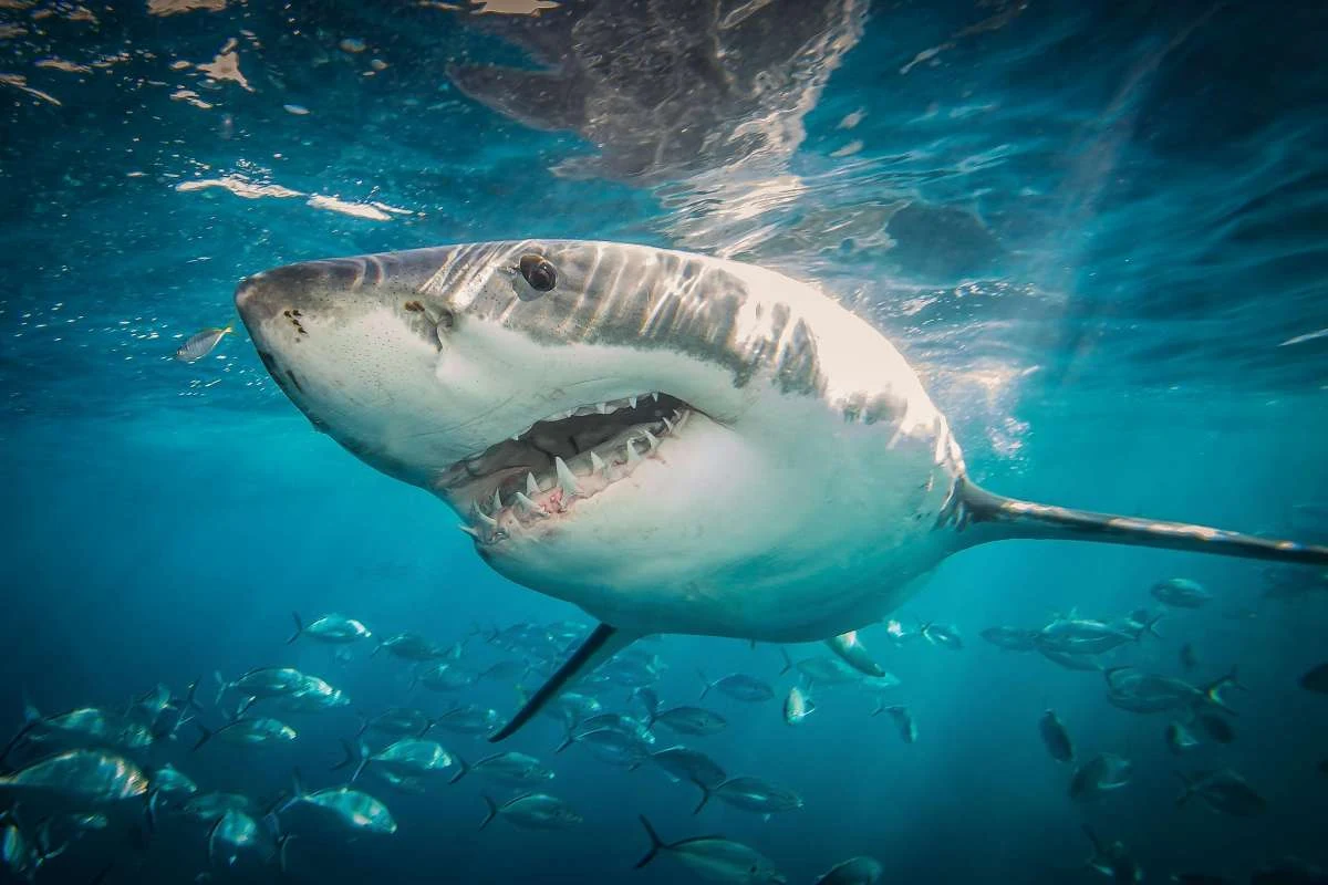 "Ocalić rekina"