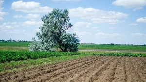 Nawet największe miasta to głównie... pola, łąki i lasy