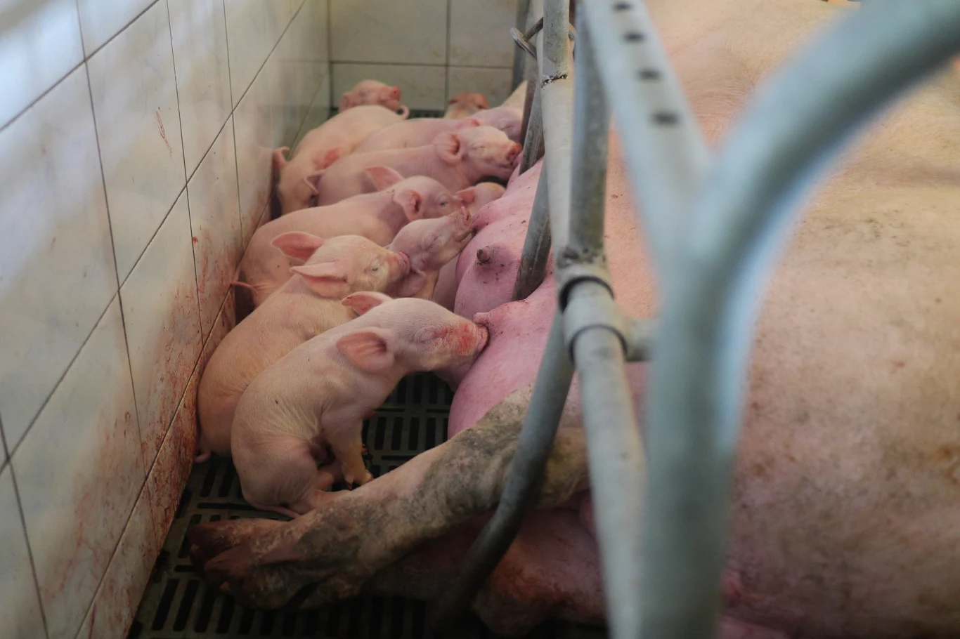 Prosięta mają dostęp do matki tylko przez pręty jarzma. 