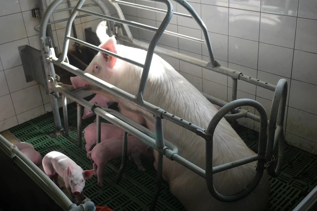 20 cm - tyle zazwyczaj wystają świnie ze swoim zbyt małych jarzm. 