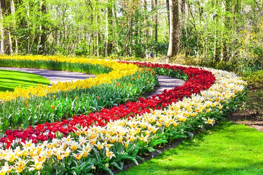 Rabaty będą wyglądać atrakcyjniej, jeśli umieści się na obrzeżach rośliny