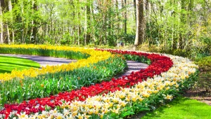 Rabaty będą wyglądać atrakcyjniej, jeśli umieści się na obrzeżach rośliny