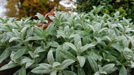 Czyściec wełnisty jest mrozoodporny!