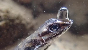 "Jaszczurka-nurek" używa bąbelków powietrza, by oddychać pod wodą 