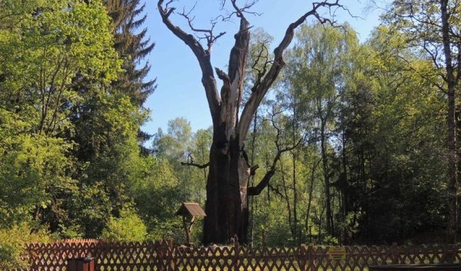 Dąb Chrobry.